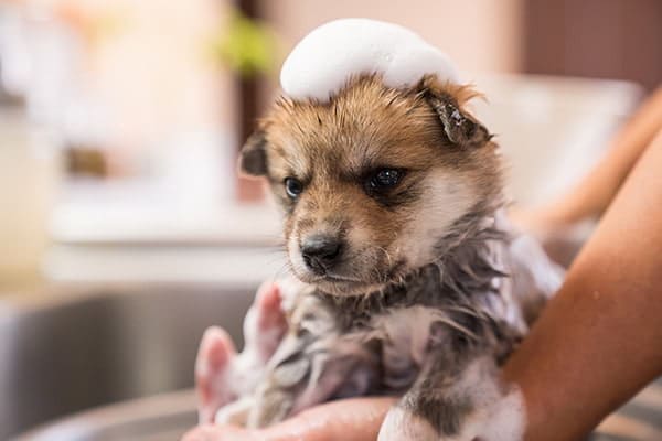 dog bathing