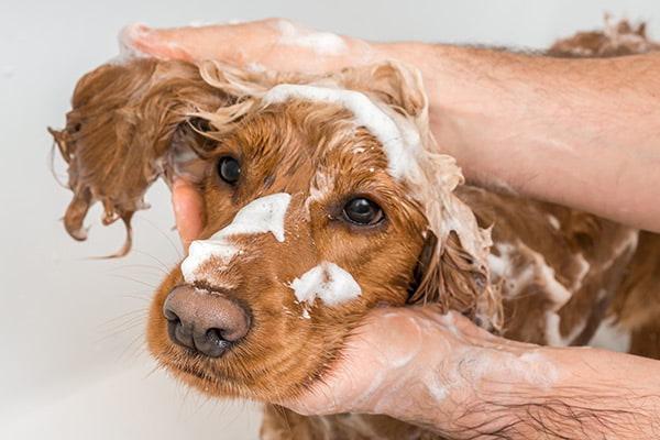 dog bathing