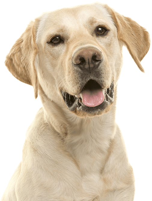 golden labrador