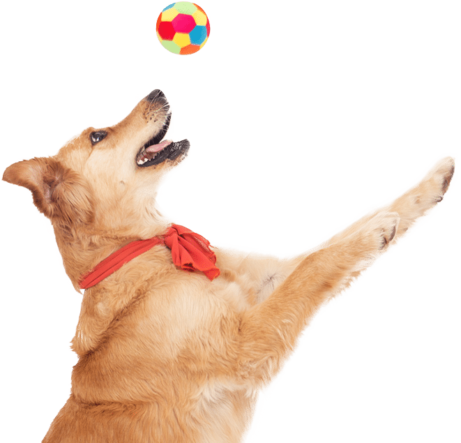 dog-trans-hero2 playing dog with ball