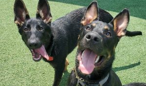 Two smiling dogs