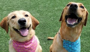 Two smiling dogs in bandanas