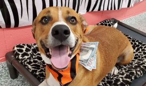 Happy dog with money