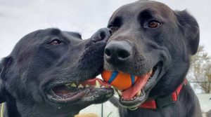 two dogs playing together