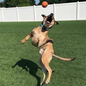 dog playing with a red ball