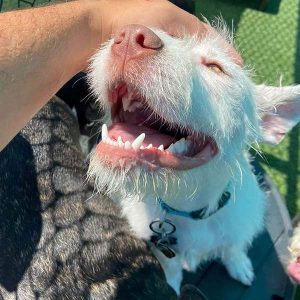 staff member petting smiling dog