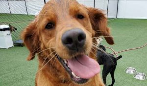 happy dog on the playground