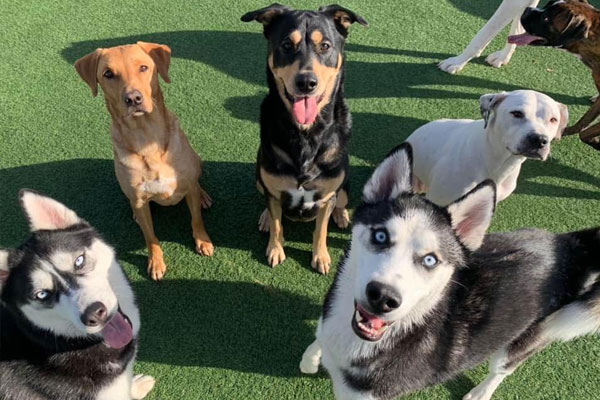 Group of smiling dogs