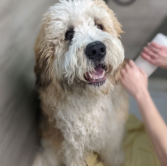 Dog getting a bath