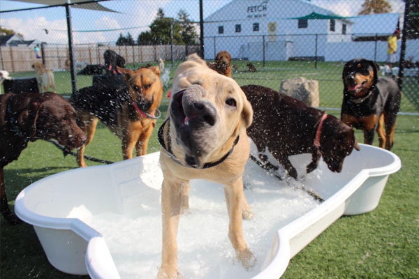 Dogs playing in the pool