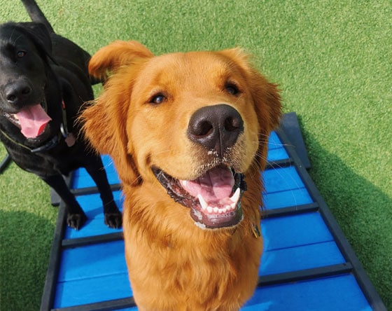 Smiling golden retriever