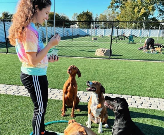 Giving dogs a treat during daycare
