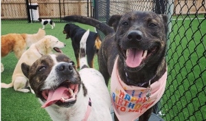 two dogs smiling