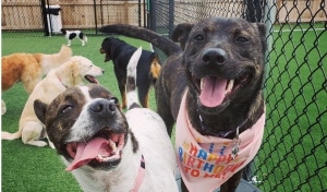 two dogs smiling