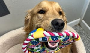 Dog showing off new toy