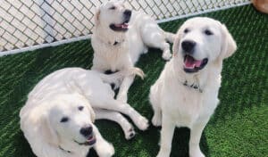 behavior modification -- three white dogs