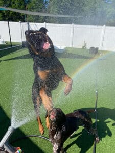 dog playing in a sprinkler