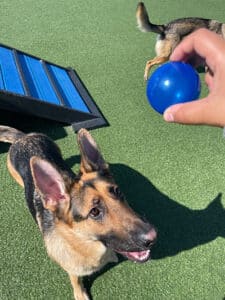 dog playing catch