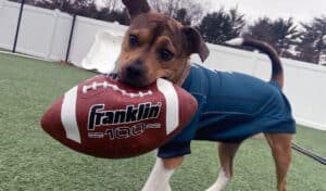 dog wearing a sweater and carrying a football