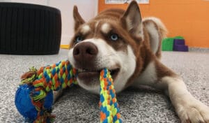 dog with a rope toy
