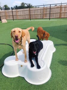 happy dogs at daycare