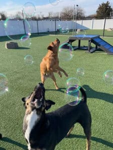 dogs playing with bubbles