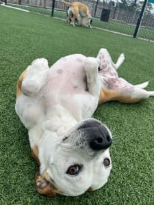 happy trained dog