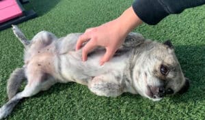 little dog getting a belly rub