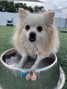 little dog standing in a water bowl