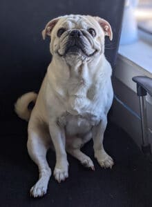 happy dog sitting in a chair