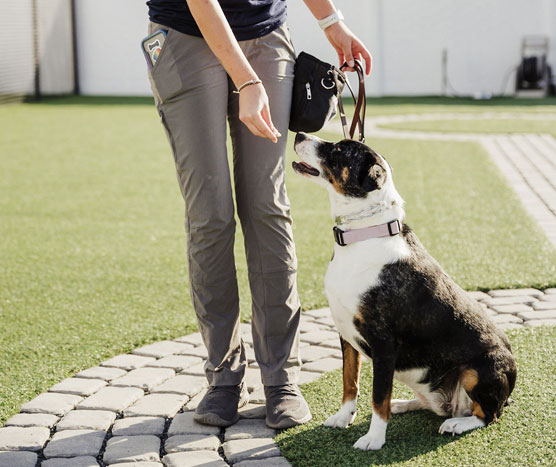 Dog getting a treat during training