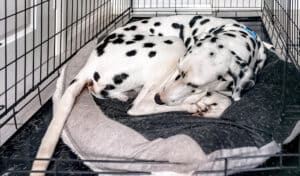 Dalmatian sleeping comfortably in a crate