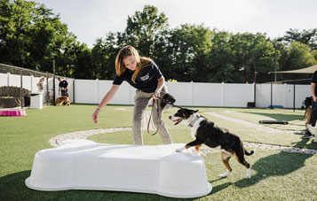 Dog Daycare Training