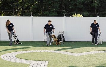 Group of dog trainers