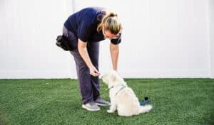 trainer teaching a dog the 'place' command
