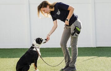 Private dog training