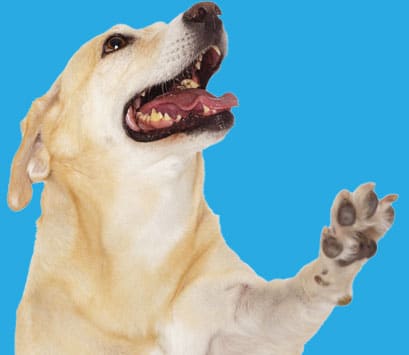 training-cta-dog-1 Happy dog with its paw in the air