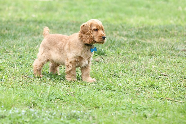 territorial dog