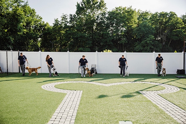 trainers working with dogs