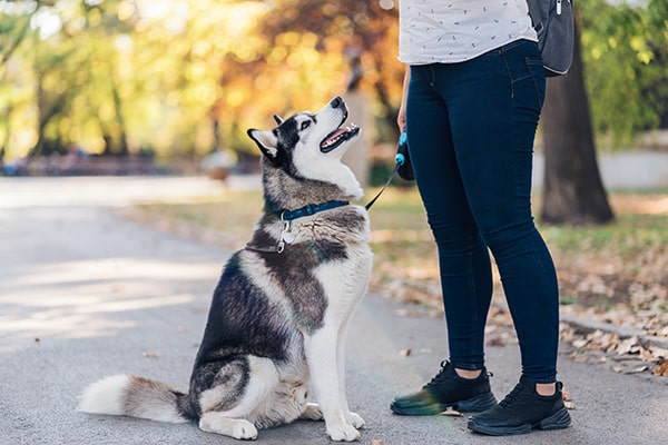 human as a pack leader