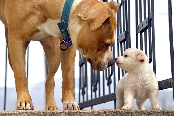 old and young dog