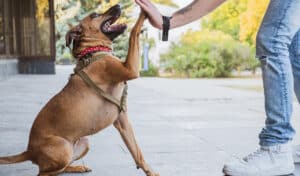 man teaching dog high five