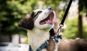 dog on a leash looking up at something