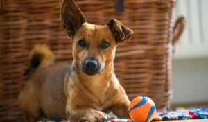 brown dog with a red ball