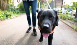 man walking a dog on a leash