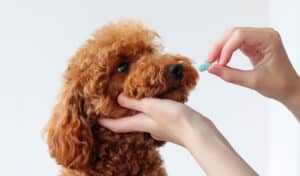 woman giving a dog a pill