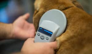 vet scanning dog for a microchip