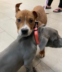 brown puppy named cosmo and grey puppy named Wanda