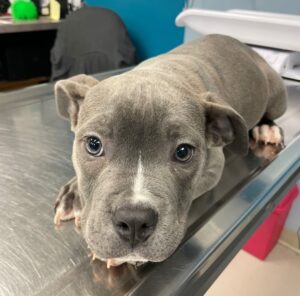 grey puppy named Wanda